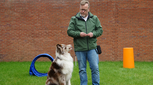 Reinforcement in Dog Training